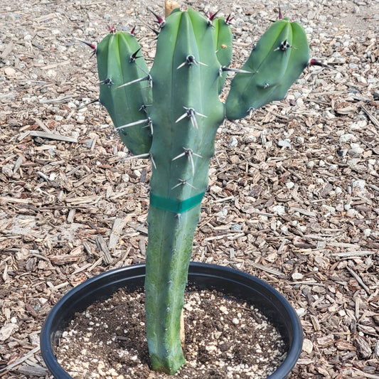 Myrtillocactus geometrizans 'Blue Candle'