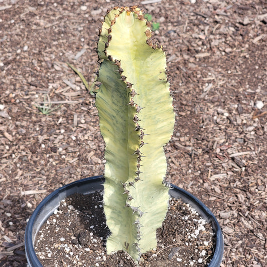 Euphorbia Ammak 'Variegata'