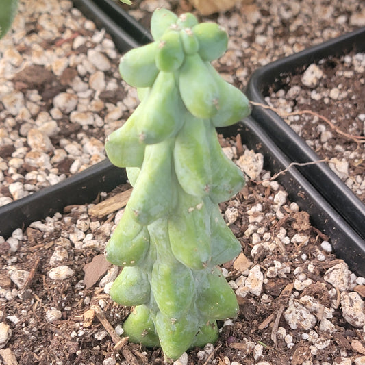 Myrtillocactus geometrizans  'Boobie Cactus'