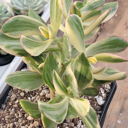 Crassula ovata 'Tricolor' Jade Plant Var.