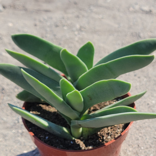 Crassula perfoliata ssp. falcata 'Propeller Plant'