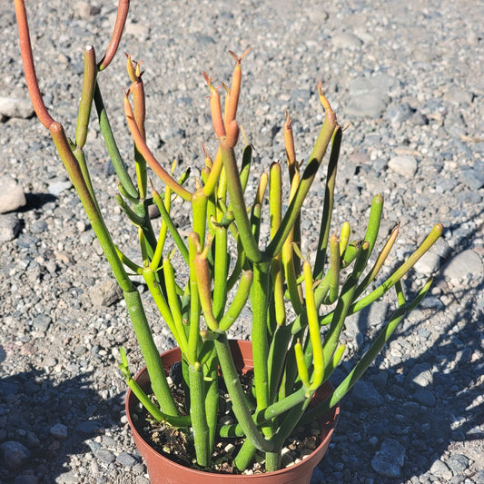 Euphorbia tirucalli 'Rosea' 'Sticks on Fire'
