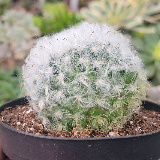 Mammillaria bocasana 'Powder Puff Cactus'