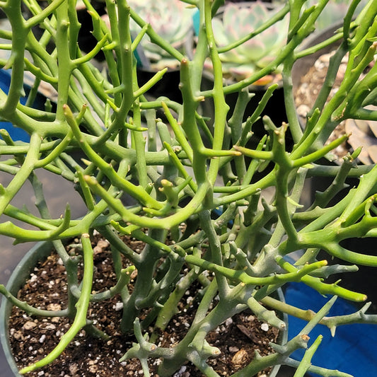 Euphorbia 'Briar Patch'