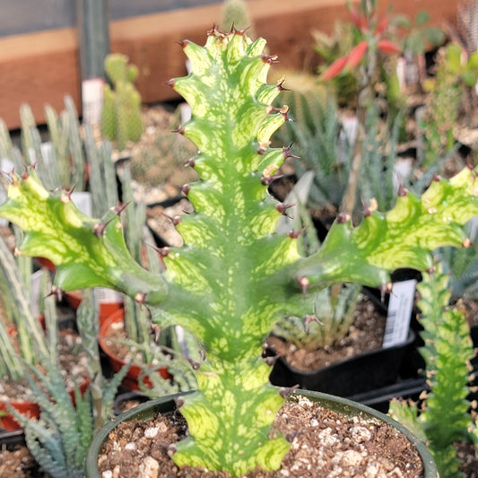 Euphorbia Super Variegated Lactea/Lacei