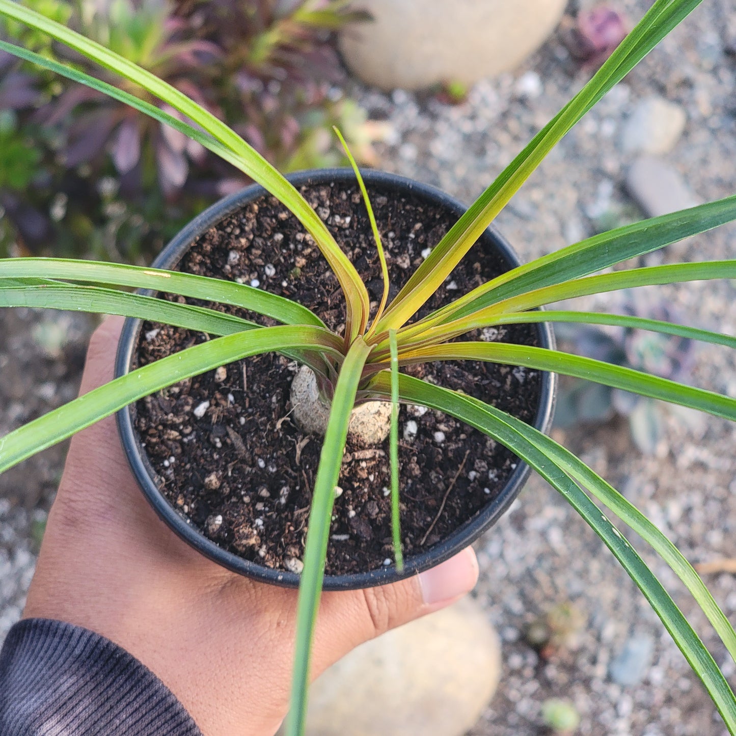 Beaucarnea Recurvata 'Ponytail Palm'