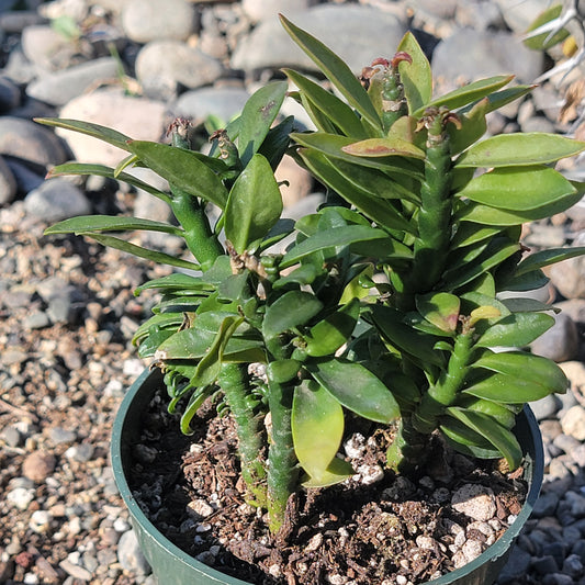 Euphorbia Tithymaloides 'Devil's Backbone'
