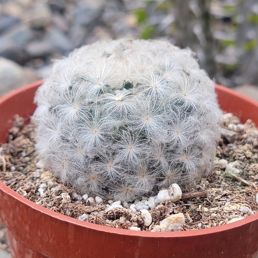 Mammillaria plumosa 'Feather Cactus'