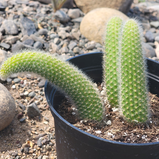 Cleistocactus Colademononis 'Monkey Tail Cactus'