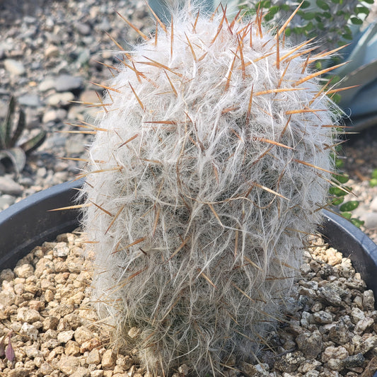 Oreocereus celsianus 'Old Man of the Andes Cactus'