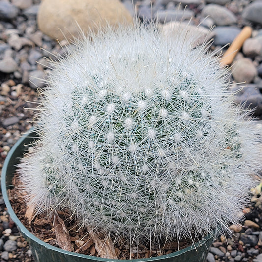 Mammillaria parkinsonii 'Owl Eye Cactus'