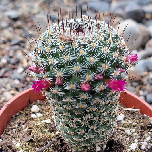 Mammillaria haageana 'Mexican Pincushion Cactus"
