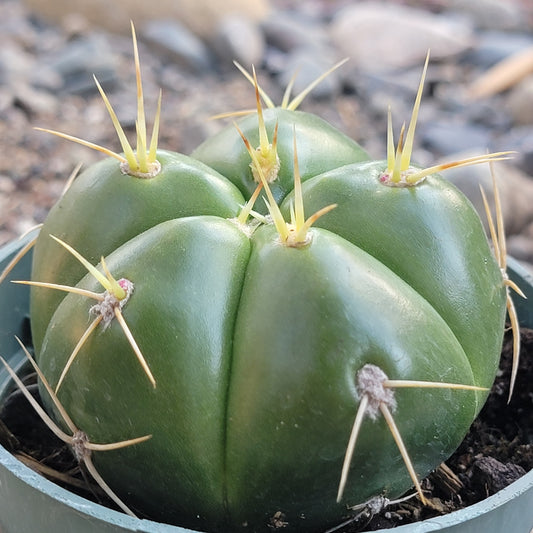 Gymnocalycium horstii ssp. 'Spider Cactus'