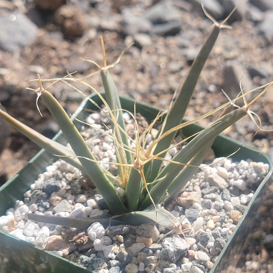 Leuchtenbergia principis 'Agave Cactus'