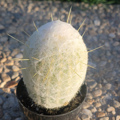 Espostoa melanostele 'Peruvian Old Lady Cactus'