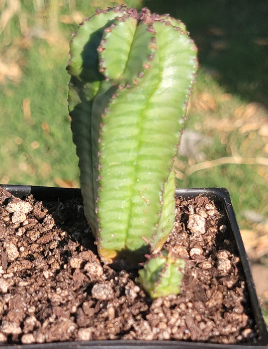 Euphorbia Anoplia 'Tanzanian Zipper Plant'