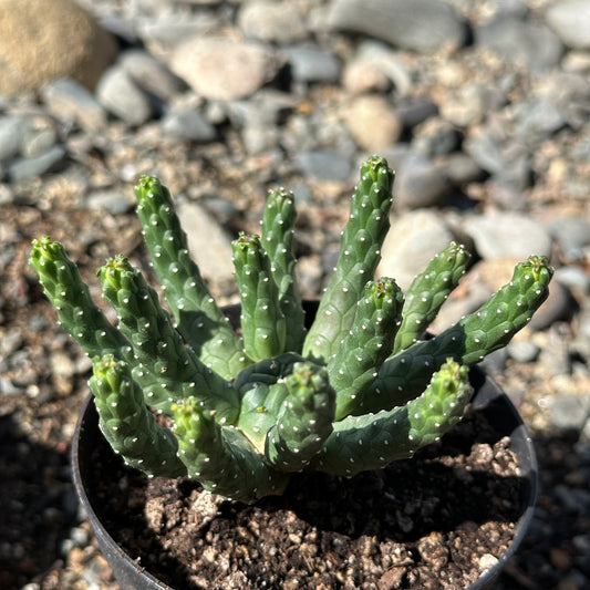 Euphorbia inermis huttonae