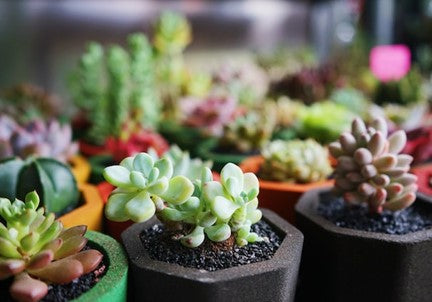 We specialize in sourcing your favorites, rare and hard to find succulents from all over the world. Our collection features unique andrare varieties that are sure to impress any succulent enthusiast. Visit Now: www.desertscapesucculent.com