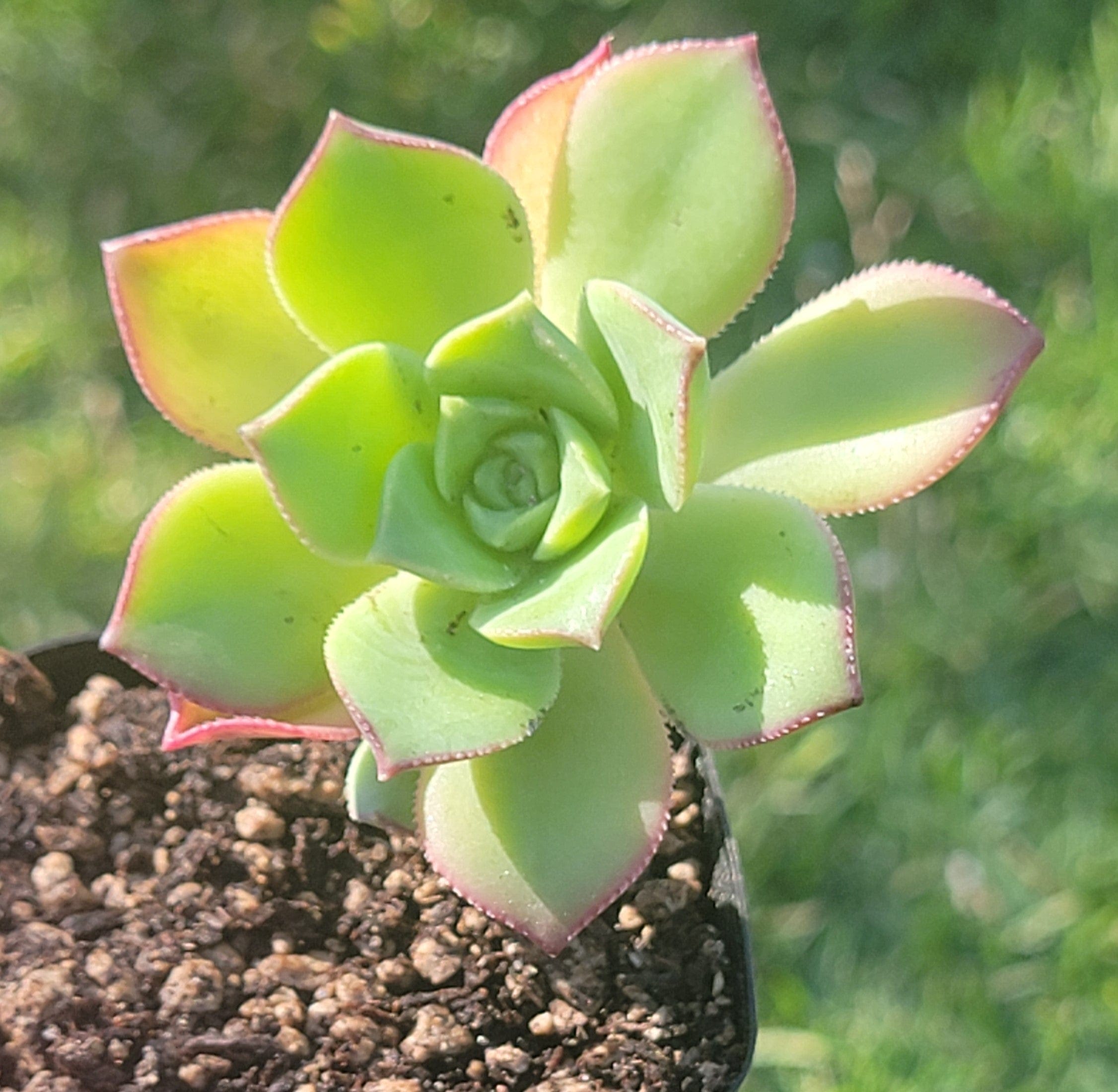 green pinwheel succulent Aeonium Haworthii 'Pinwheel'