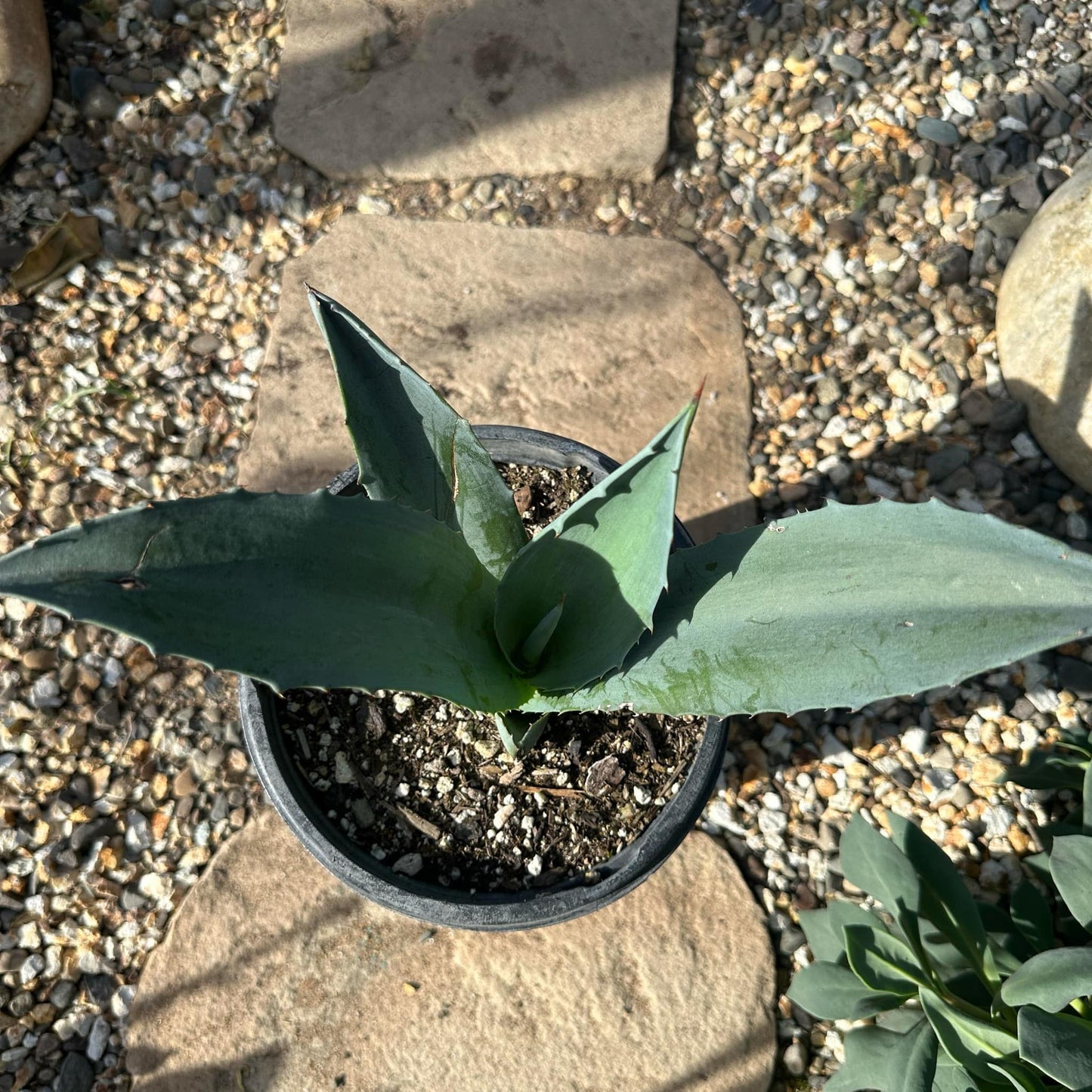 Agave americana 'Blue Century Plant' - 1 Gal Assorted - Agave - DesertScapeSucculent