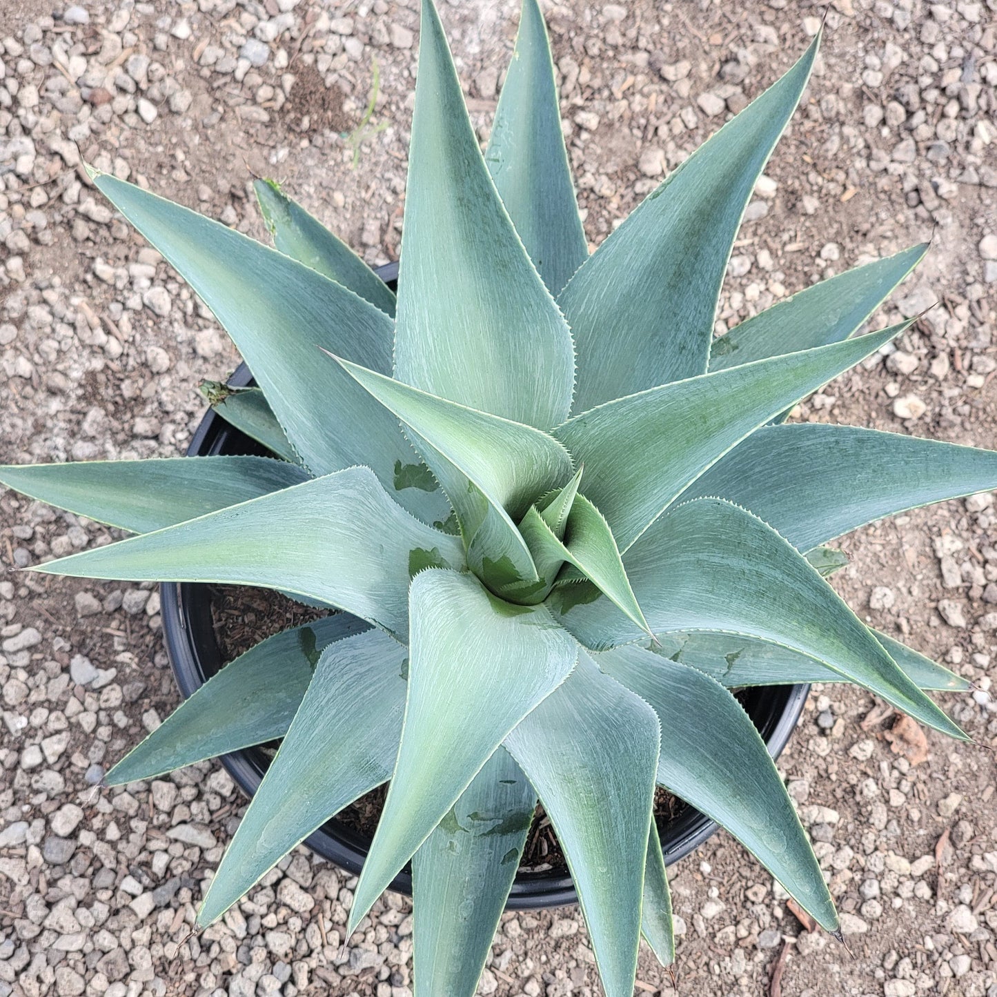Agave celsii albicans x attenuata - 5 gal Assorted - Agave - DesertScapeSucculent