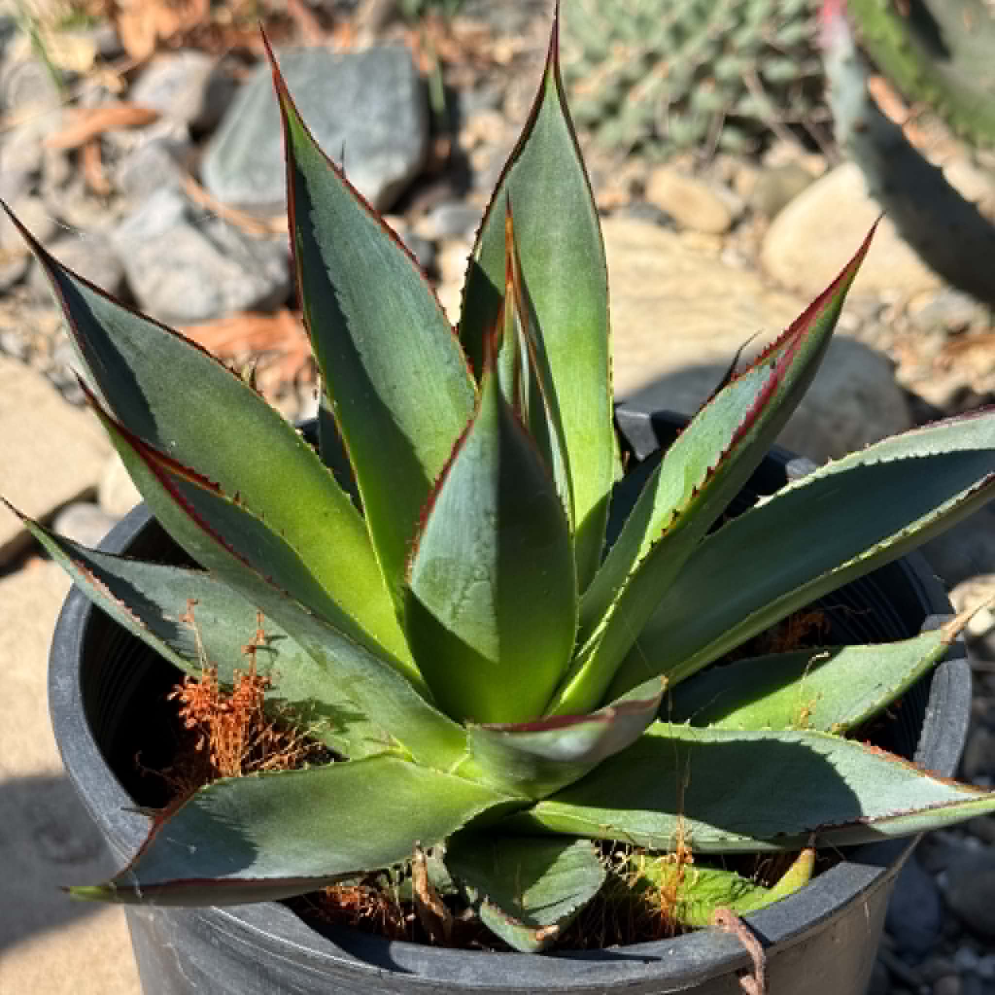 Agave 'Green Glow' – DesertScapeSucculent