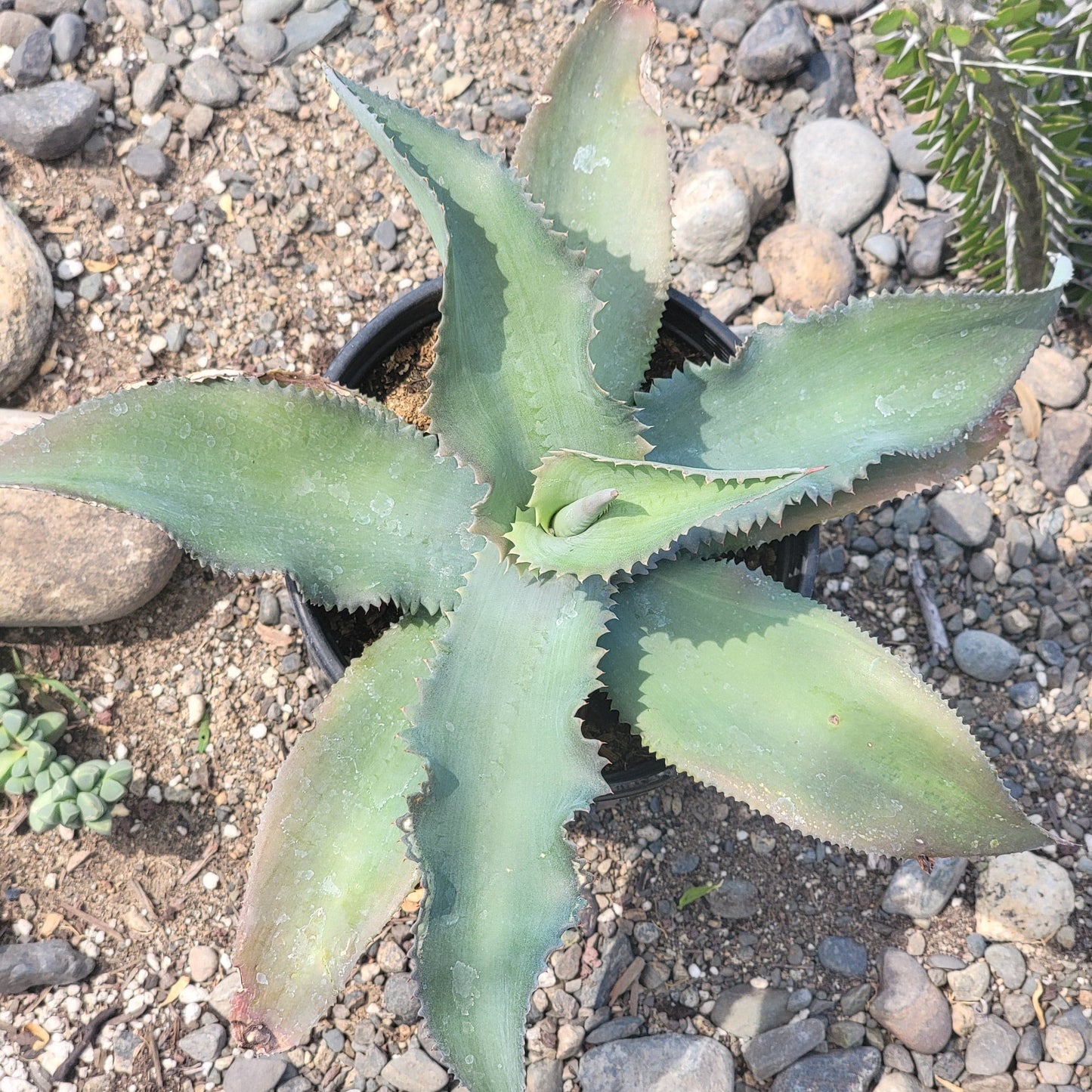 Agave gypsophila gentry 'Blue Wave Agave' - 2 Gal Assorted - Agave - DesertScapeSucculent
