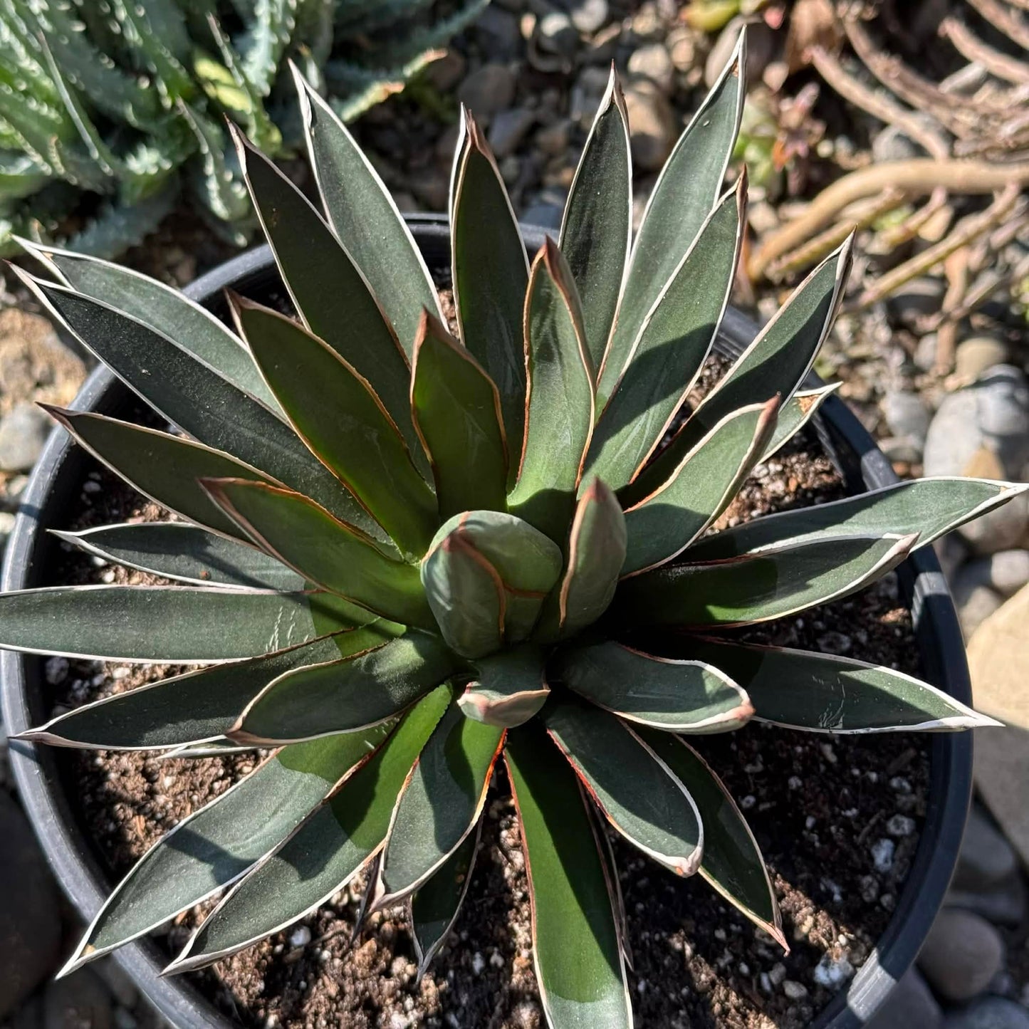DesertScapeSucculent Agave 1 Gallon Agave ocahui