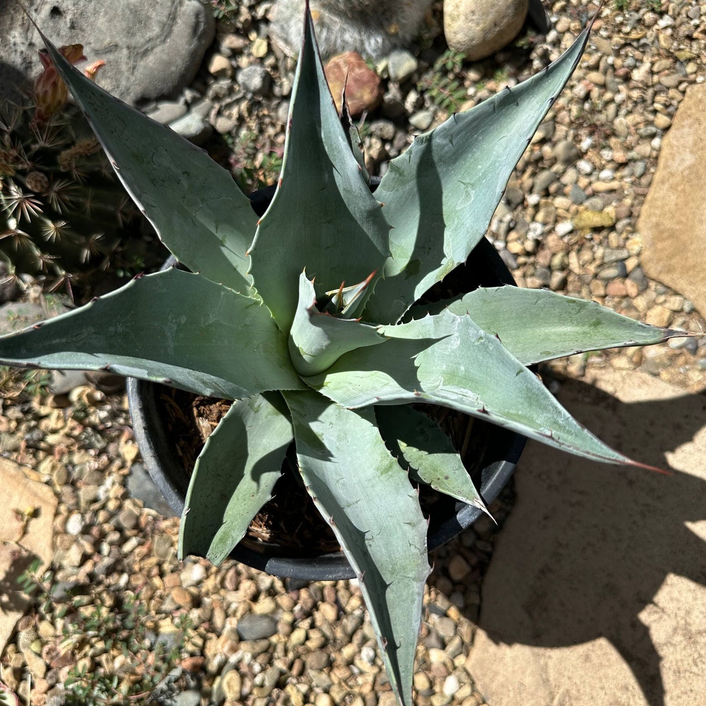 Agave ovatifolia 'Whale's Tongue' - 1 GAL Assorted - Agave - DesertScapeSucculent