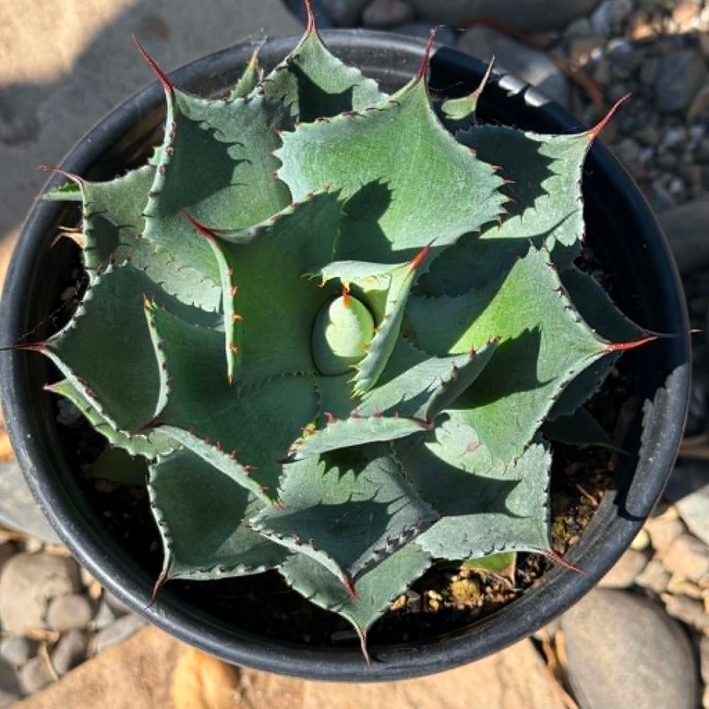 DesertScapeSucculent Agave Agave potatorum 'Kichiokan'