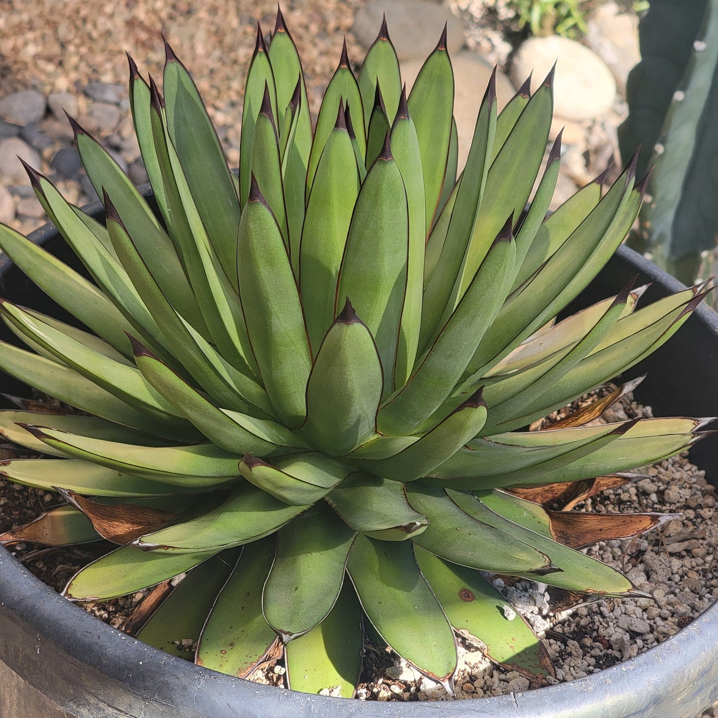 Agave 'Royal Spine' - 5 Gal Assorted - Agave - DesertScapeSucculent