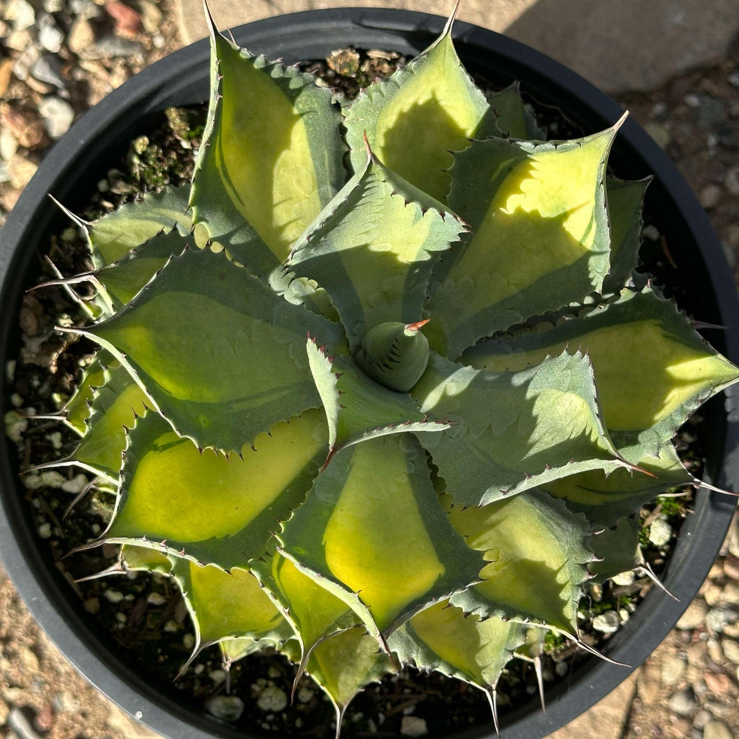 Agave 'Rum Runner' - 2 Gal Assorted - Agave - DesertScapeSucculent