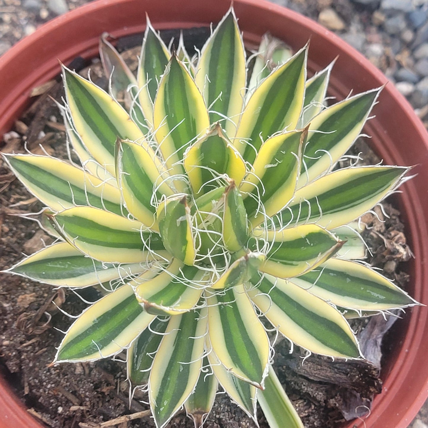Agave schidigera 'Royal Flush' - 6 Inch Assorted - Agave - DesertScapeSucculent