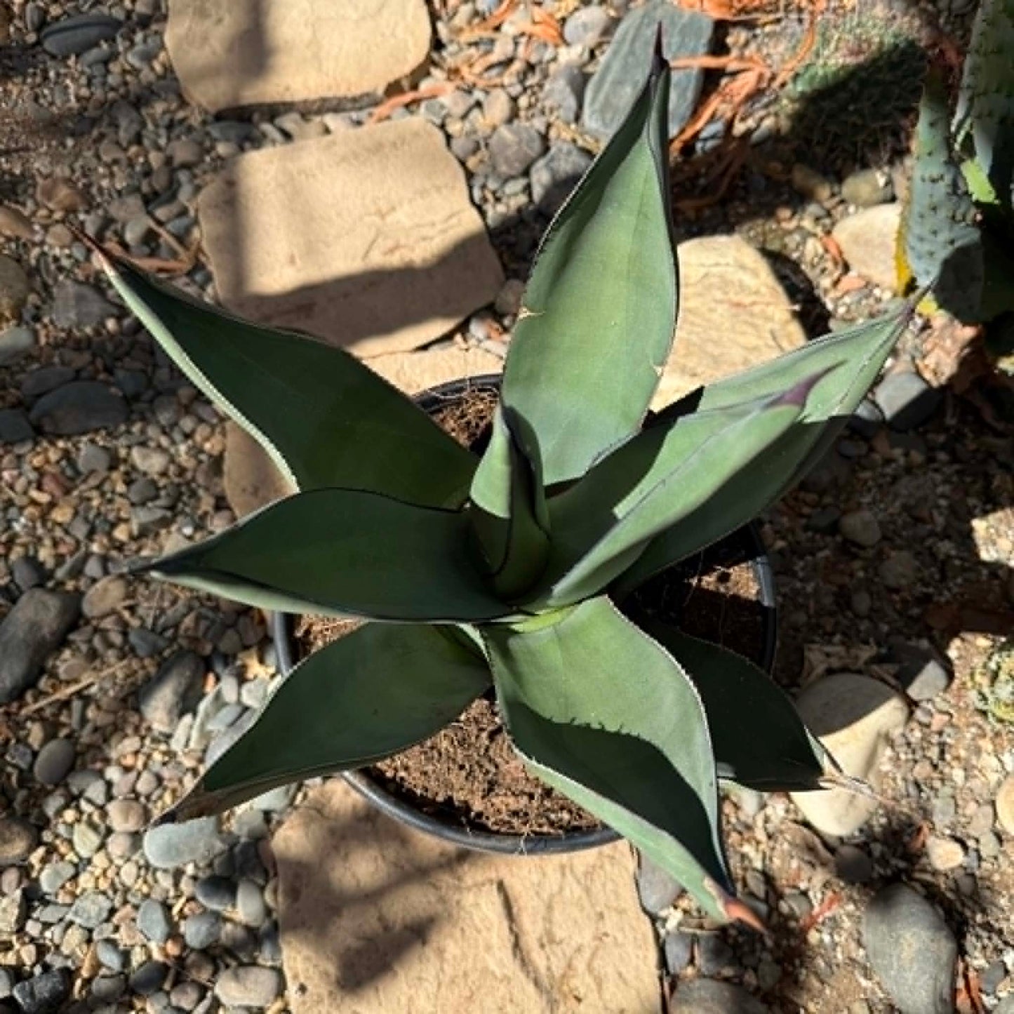 DesertScapeSucculent Agave 5 gallon Agave 'Shark Skin'