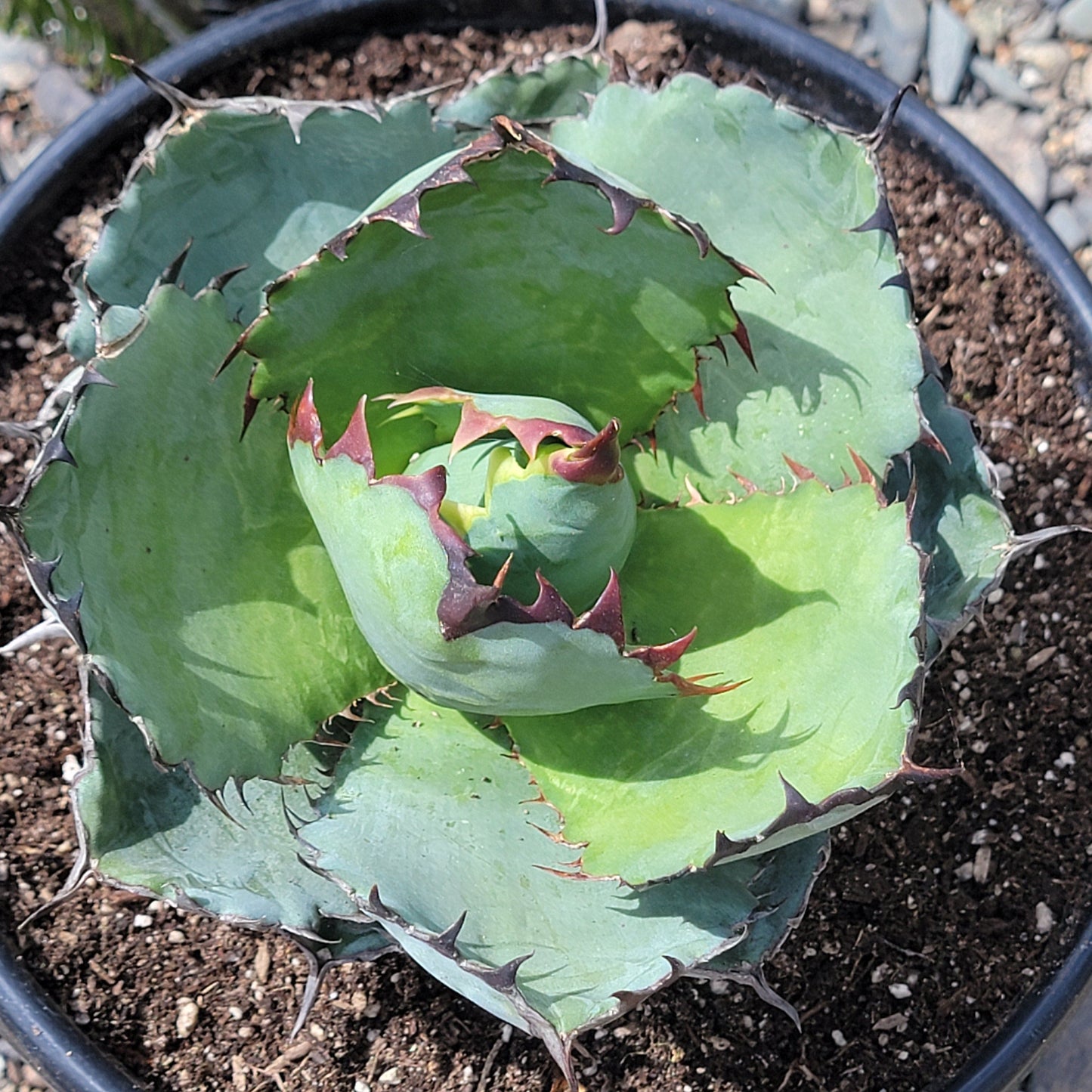 Agave titanota - 5 Gal Assorted - Agave - DesertScapeSucculent