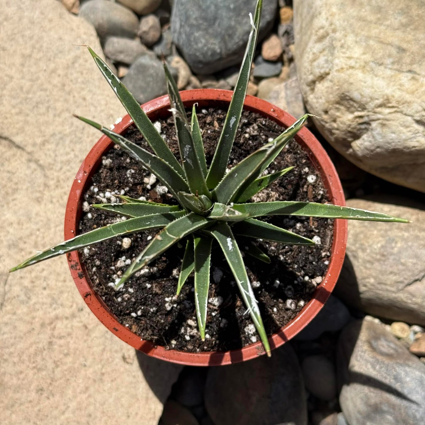 DesertScapeSucculent Agave 4 Inch Agave toumeyana bella