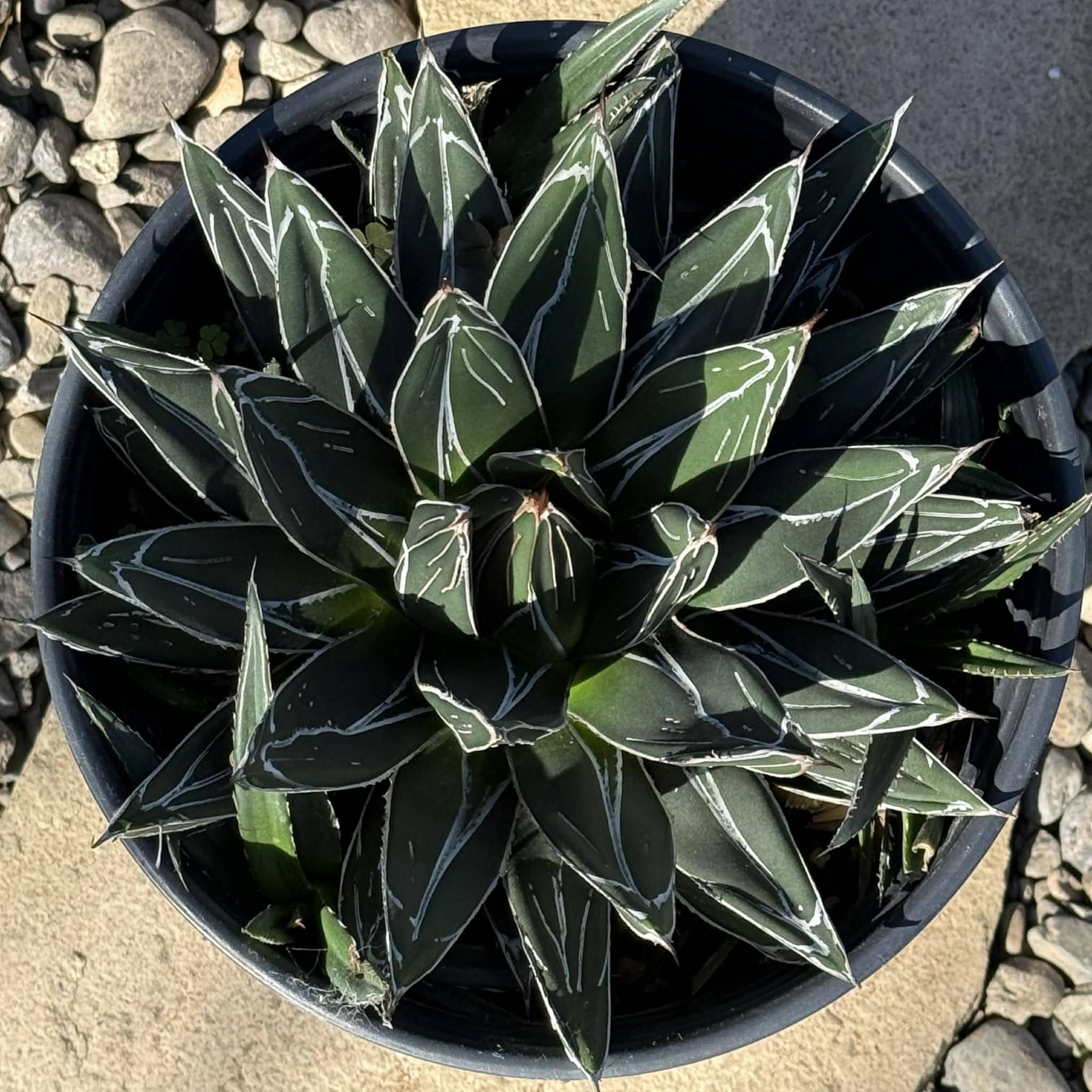 Agave victoriae-reginae 'Queen Victoria' – DesertScapeSucculent