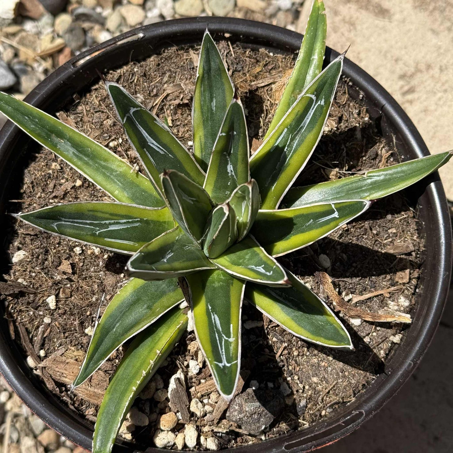Agave victoriae-reginae 'Queen Victoria' Variegated - 6" Var. Assorted - Agave - DesertScapeSucculent