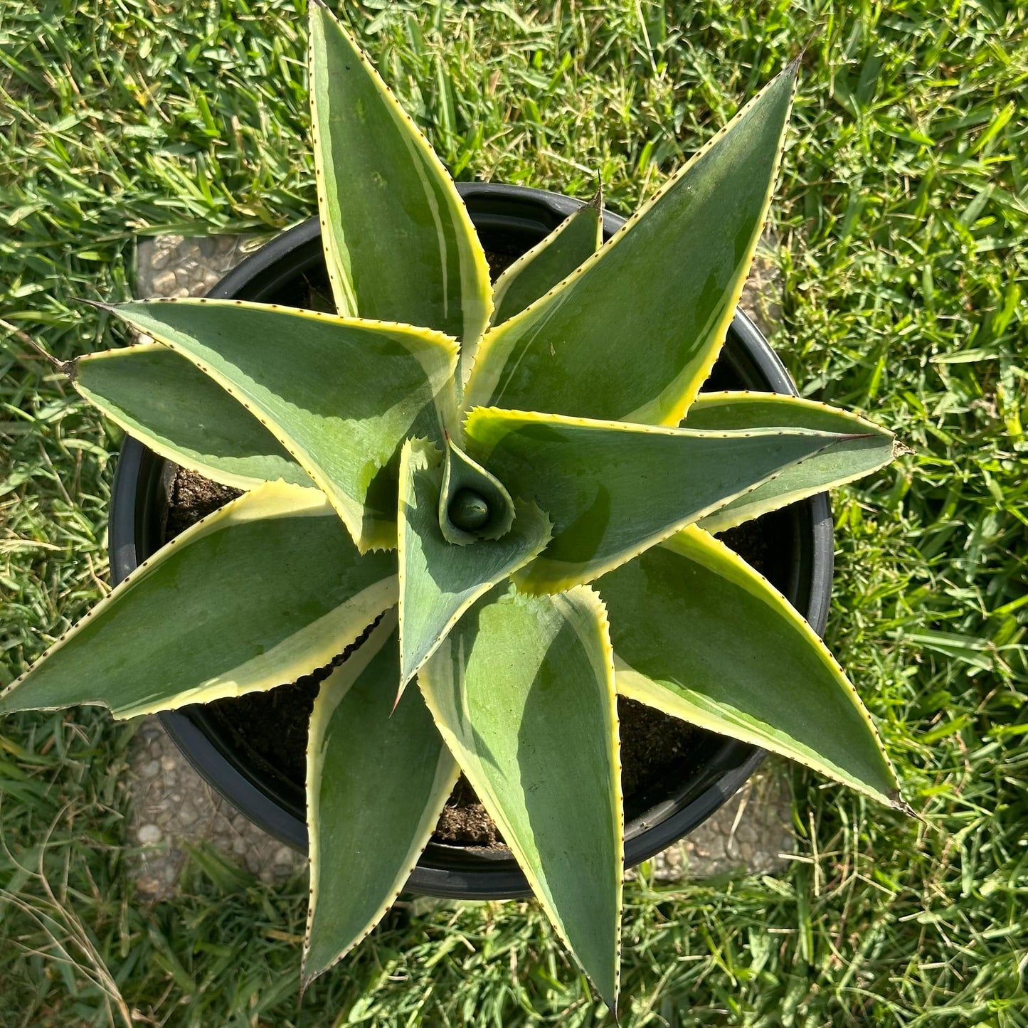 Agave weberi 'Arizona Star' - 5 gal Assorted - Agave - DesertScapeSucculent