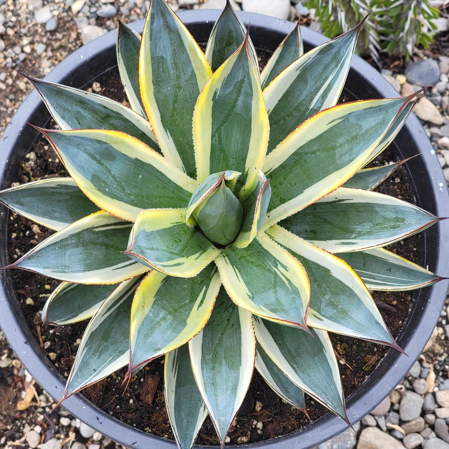 Agave x ocahuata 'Snow Glow' - 2 gal Assorted - Agave - DesertScapeSucculent