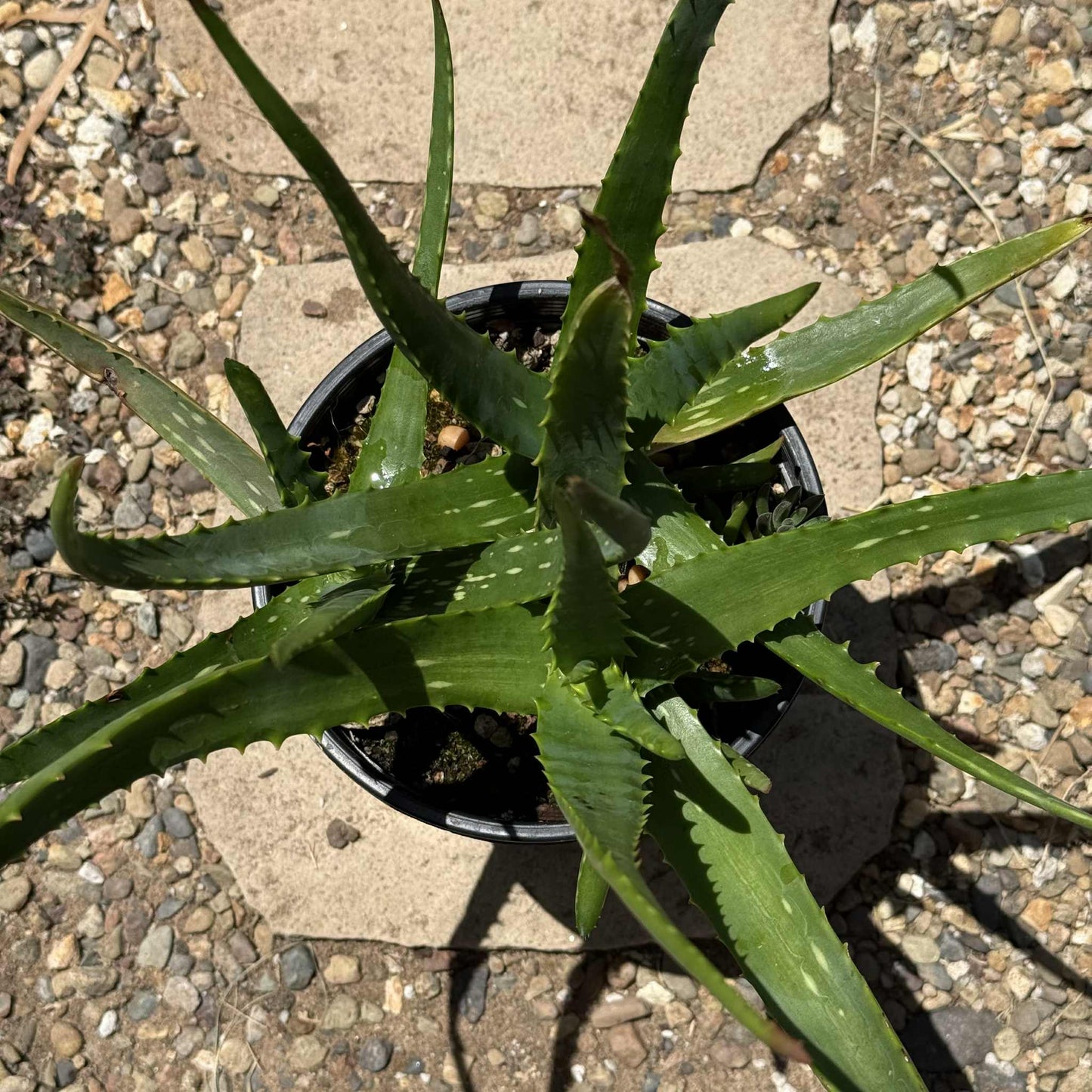 Aloe camperi - 1 gal Assorted - Aloe - DesertScapeSucculent