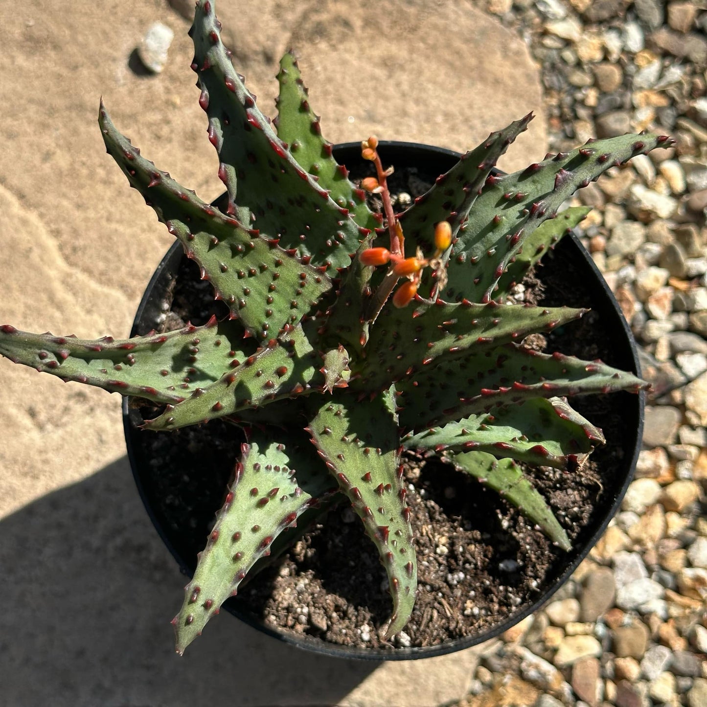 Aloe castilloniae - 5 Inch Assorted - Aloe - DesertScapeSucculent