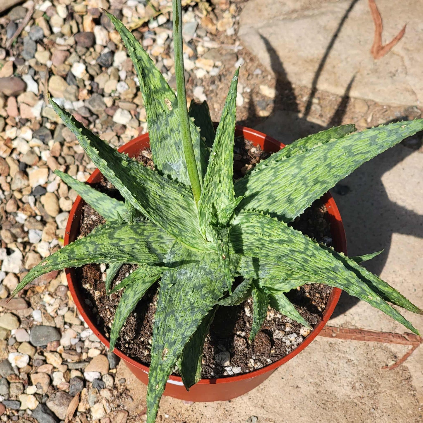 Aloe cv 'Shark God' - 6 Inch - Aloe - DesertScapeSucculent