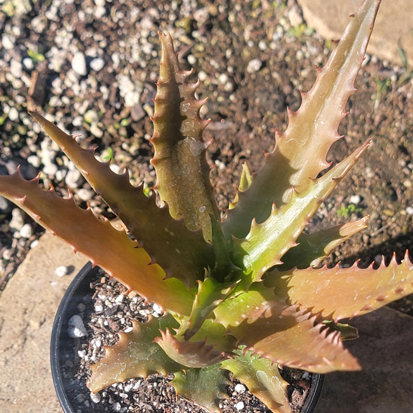 Aloe dorothea 'Red Aloe' - 5 Inch Assorted - Aloe - DesertScapeSucculent