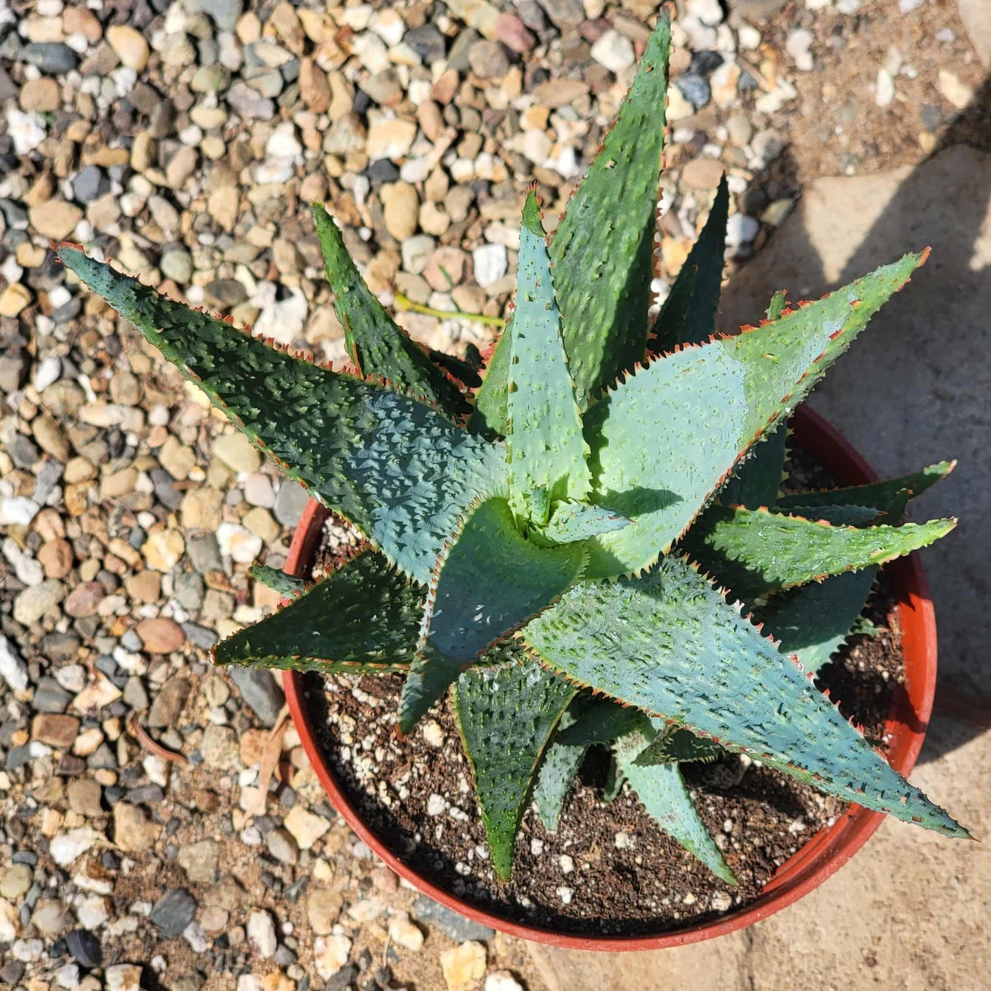 Aloe Hybrid 'Purple People Eater' - 6 Inch - Aloe - DesertScapeSucculent