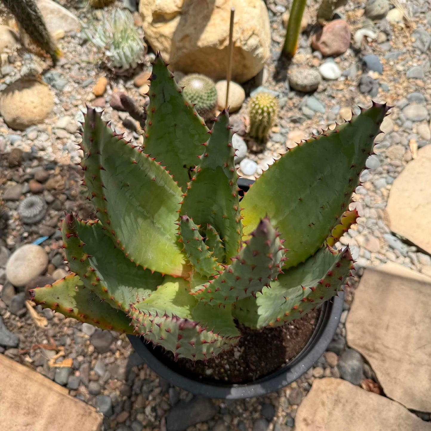 DesertScapeSucculent Aloe 5 gallon Aloe marlothii 'Mountain Aloe' Large