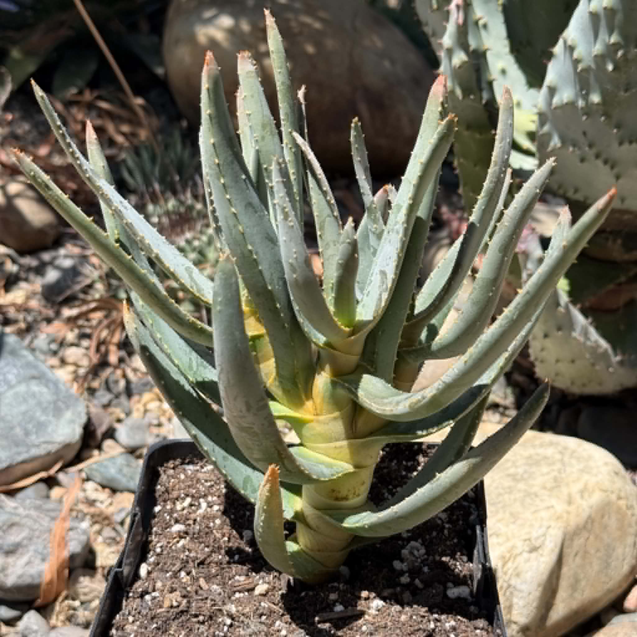Aloe ramosissima – DesertScapeSucculent