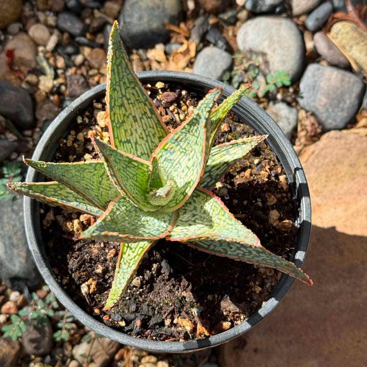 DesertScapeSucculent Aloe 1 Gallon Aloe 'Sleigh Bells'