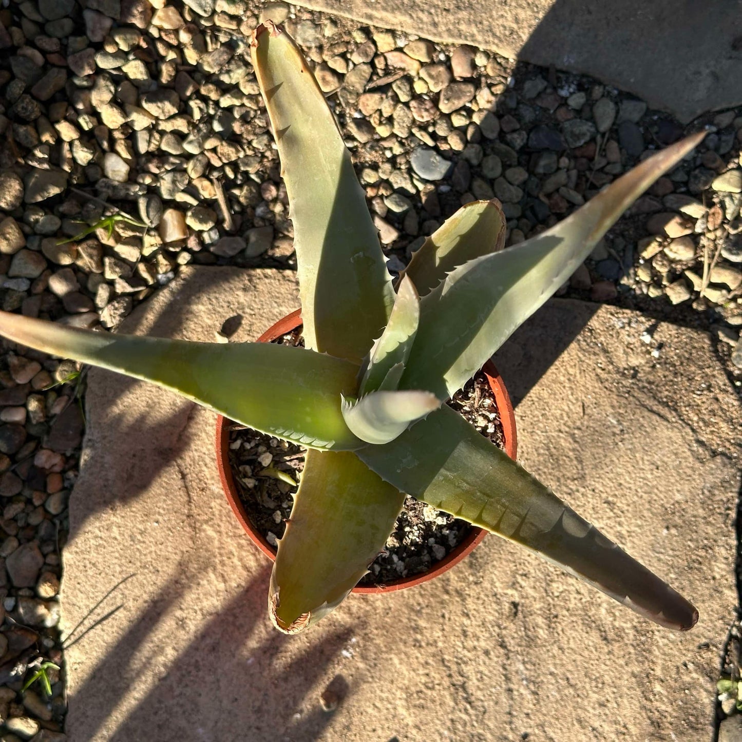 Aloe Vera Pink - 4 Inch Assorted - Aloe - DesertScapeSucculent