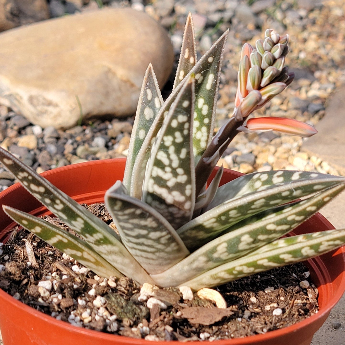 Gonialoe hybrid 'Tiger Aloe' - 6 Inch Assorted - Aloe - DesertScapeSucculent
